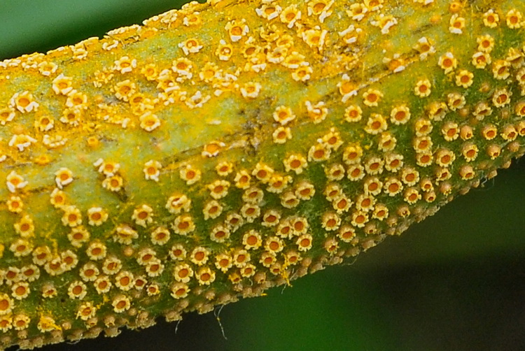 Ruggine - Puccinia striiformis ?